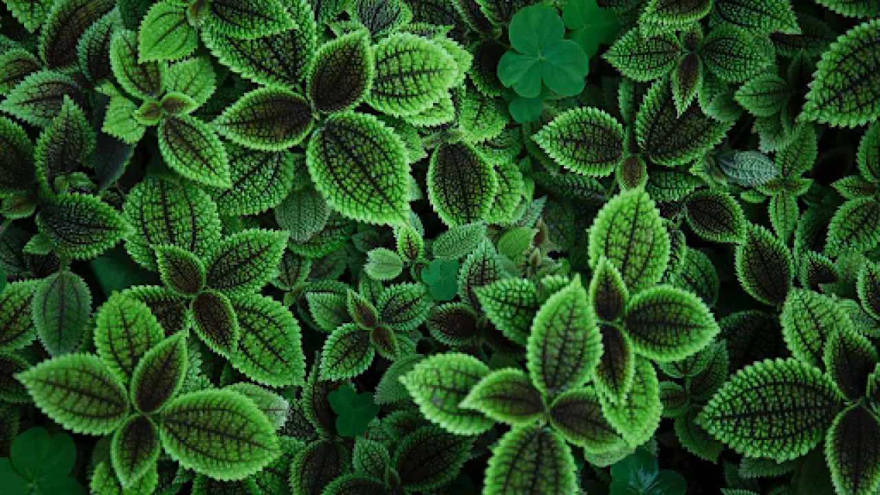 A picture of a lush green plant.