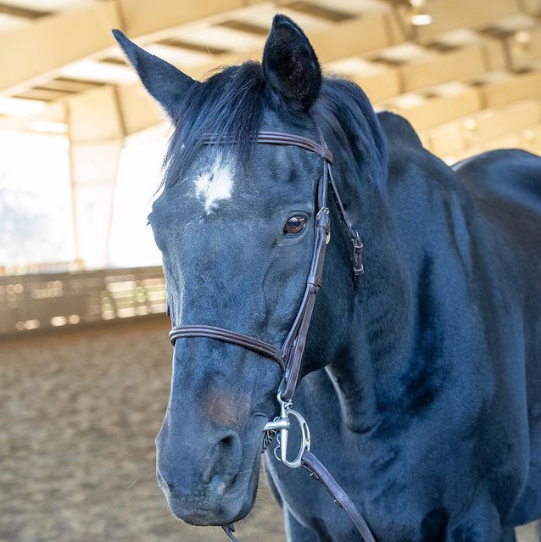 seal bay (black) horse wearing a bridle