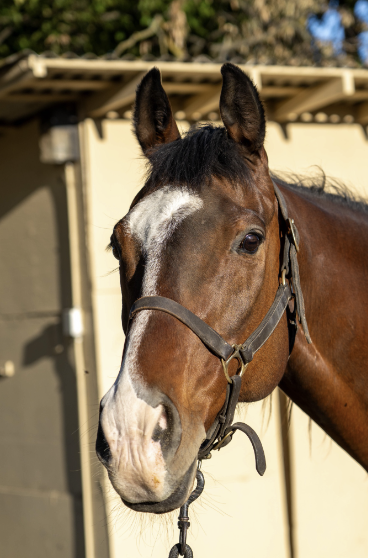 Bay horse
