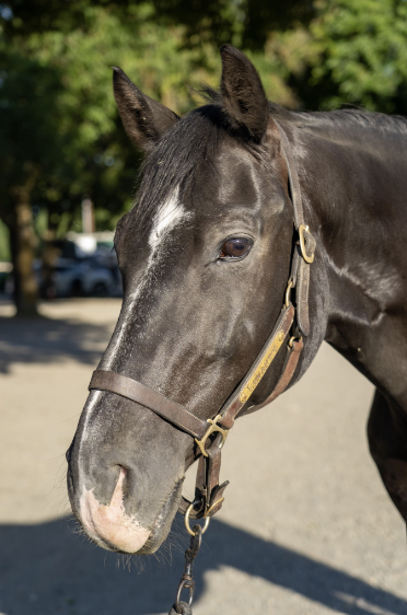 black horse