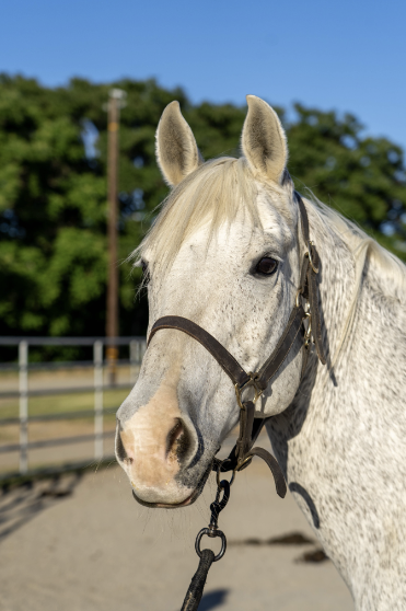 grey horse