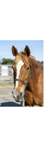 chestnut horse