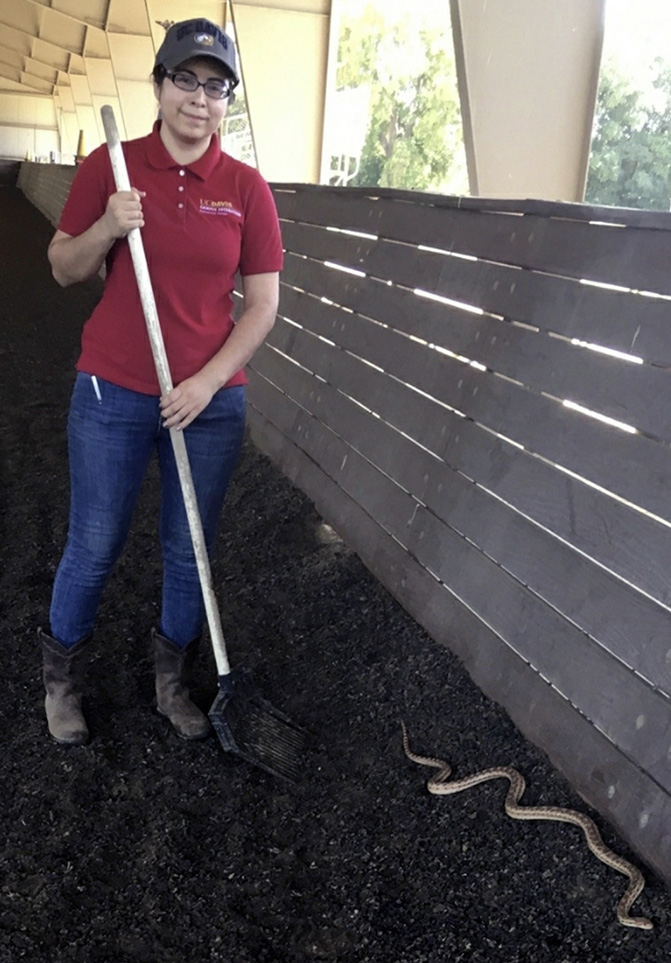 Jaritza guides a snake out of the main arena with a shovel