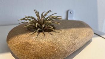 ceramic faux rock with depression and air plant in depression