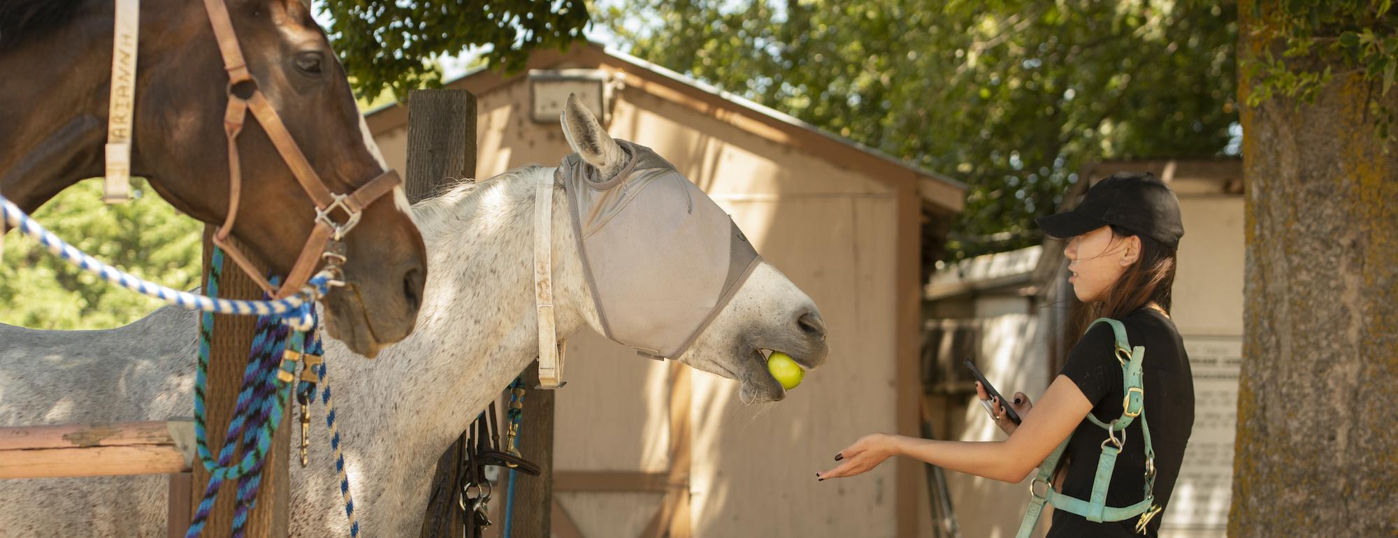 Student feeding horse an apple