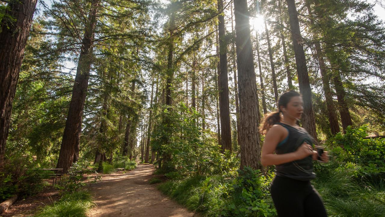 A lone runner enjoying the UC Davis Arboretum path. Runner social distancing in the Arboretum