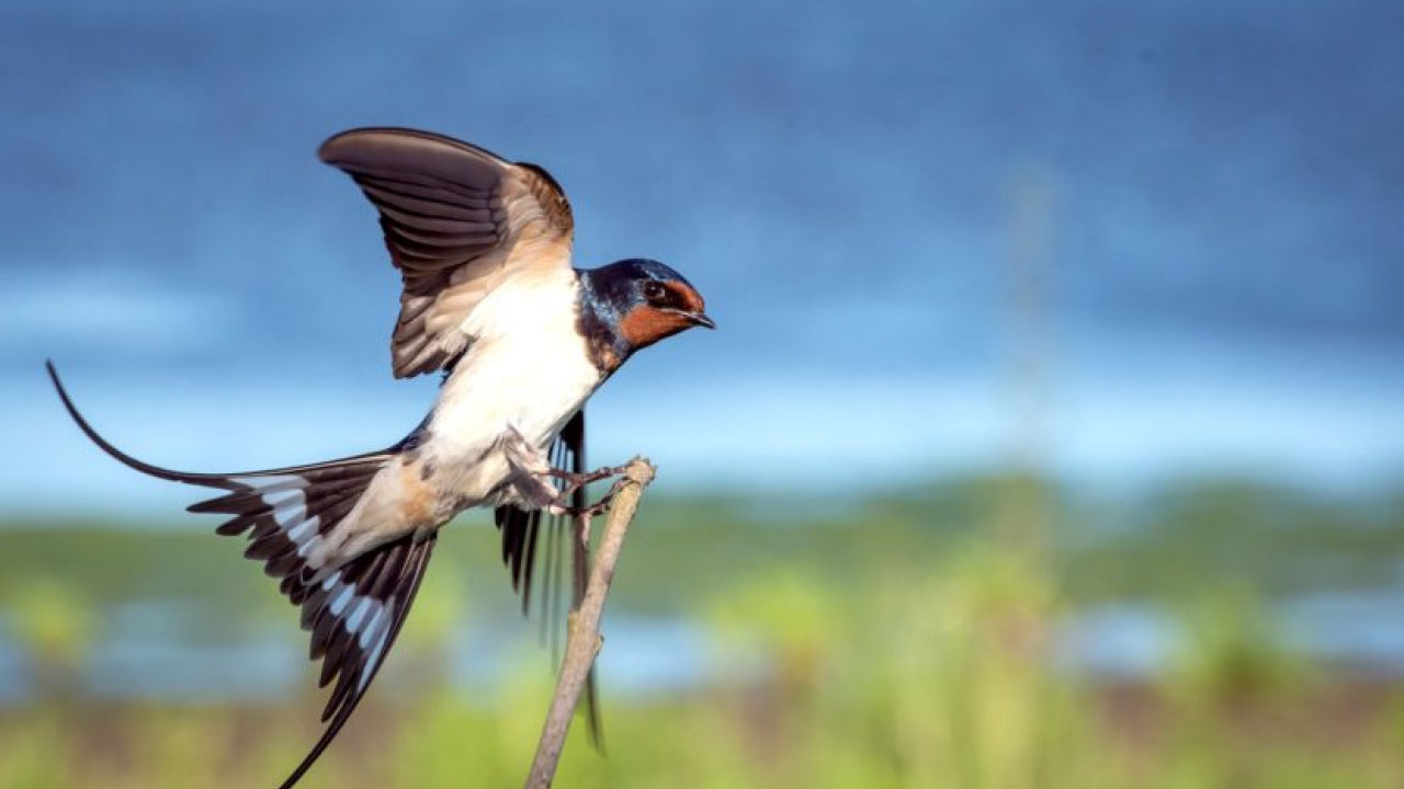 barnswallow
