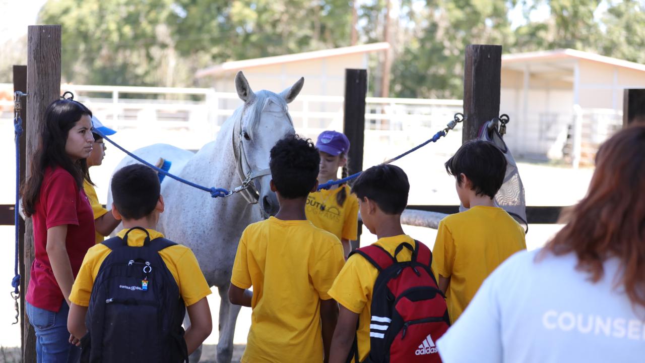 campers led by an instructor in the correct way to brush a horse.