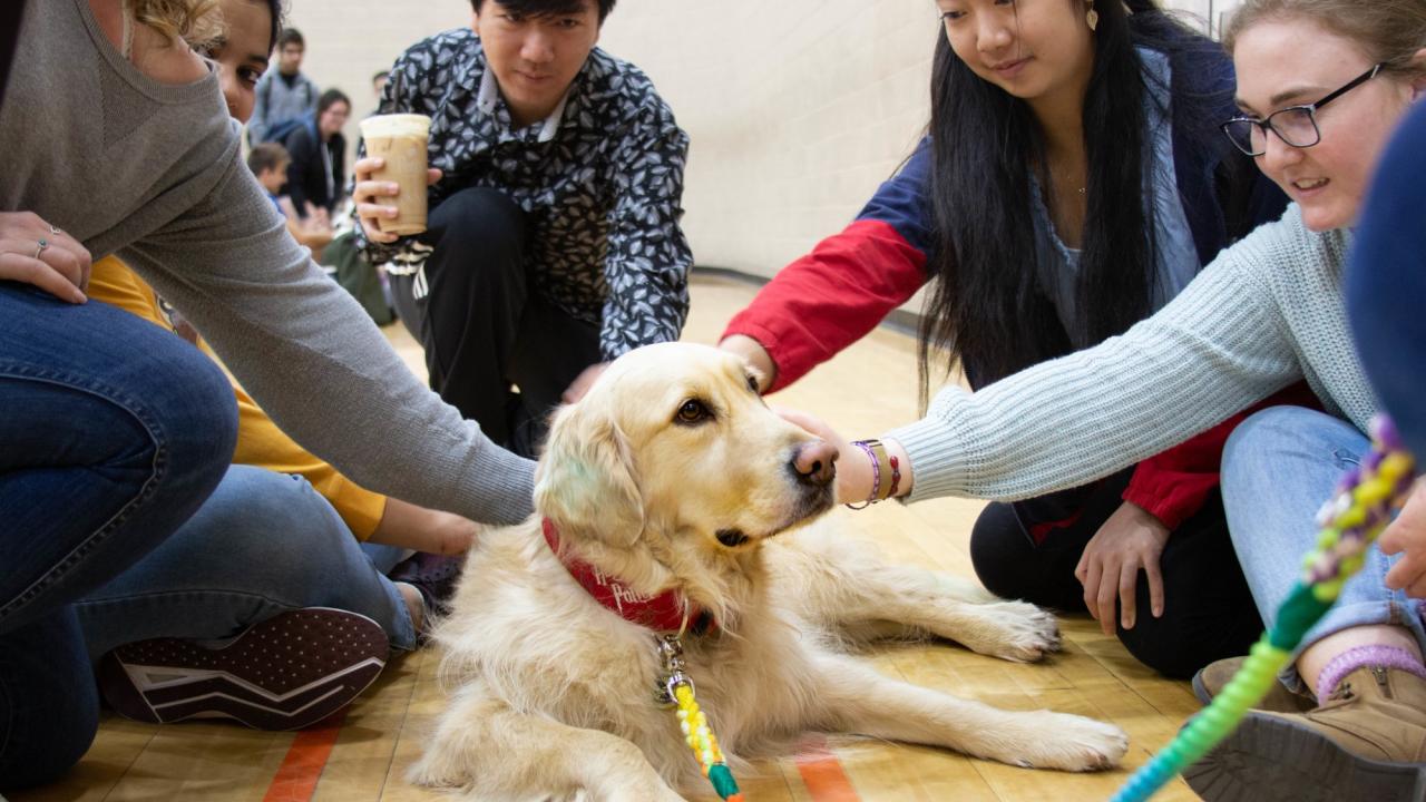 Students petting a golden retriever dog during a therapy fluffies event