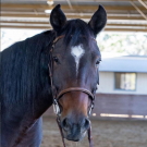 Bay horse looking into the camera wearing a bridle