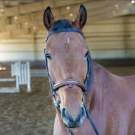 Bay horse looking into the camera wearing a bridle