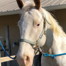 white pinto horse in the cross ties after a bath