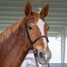 chesnut mare looking at camera wearing a leather bridle