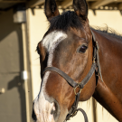 Bay horse
