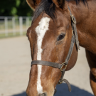 Bay horse