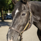 black horse