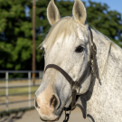 grey horse
