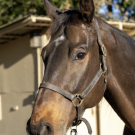 Bay horse