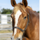 chestnut horse