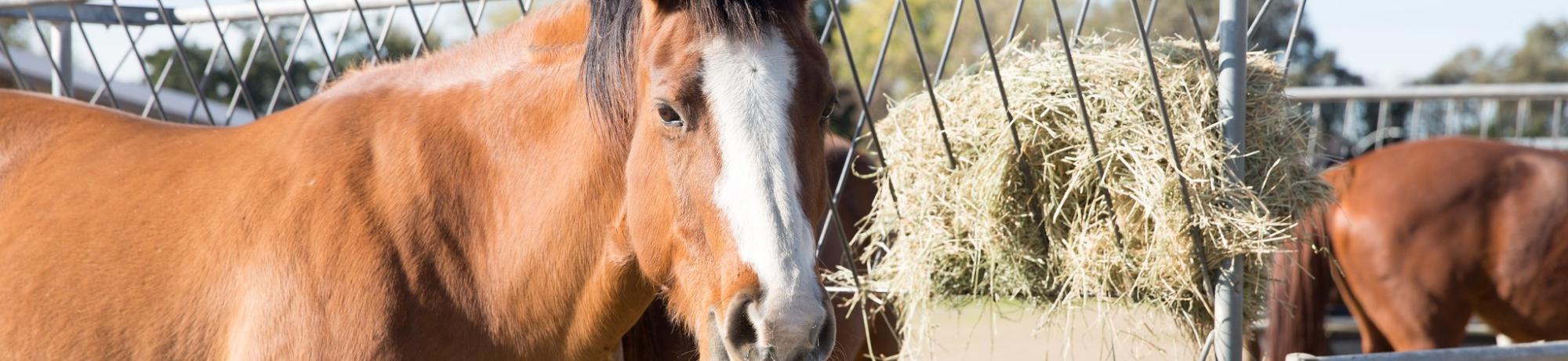 Horse in front of hay feeder at the UC Davis Equestrian Center